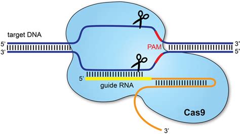 Crisprcas9 Genome Editing Technology 99science