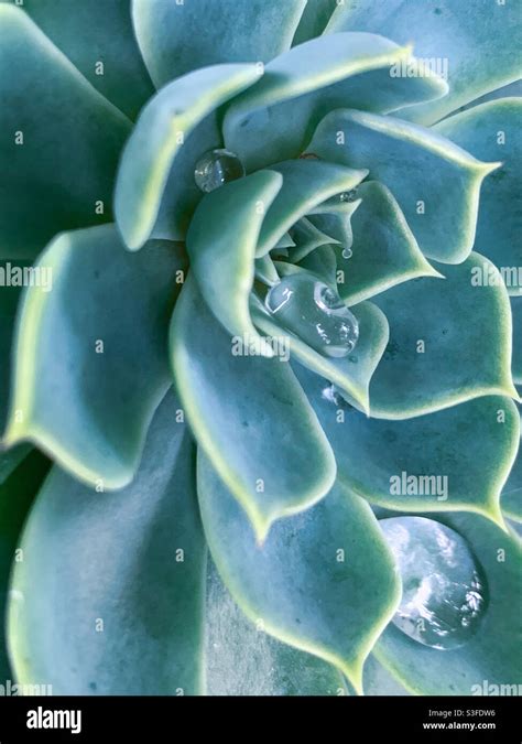 Macro Of Blue Green Echeveria Succulent Plant Rosette With Large