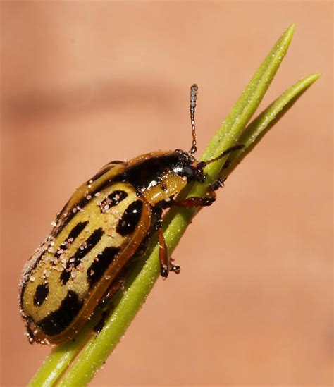 Chrysomela Maybe C Confluens Or C Scripta Chrysomela Scripta