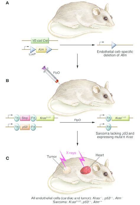 Generation Of Genetically Engineered Mice With Sarcoma Driven By