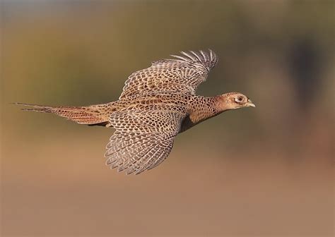 Pheasant In Flight By Neilschofield Ephotozine