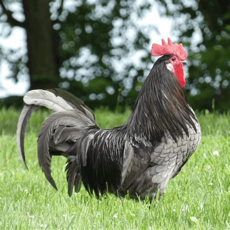 Breed Spotlight: Blue Andalusian | Meyer Hatchery Blog