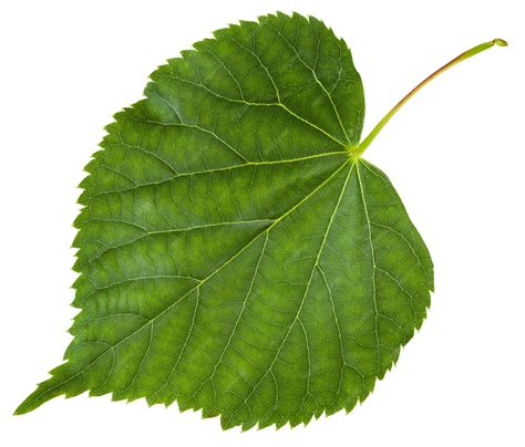 Feuille fraîche d'arbre Tilia cordata isolé | Photo Premium