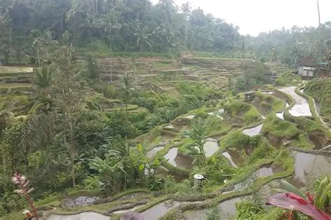 Bali Quad Bike Adventure Batur Volcano Coffee Plantation Tegalalang