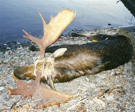 Moose Hunting Photos North Superior