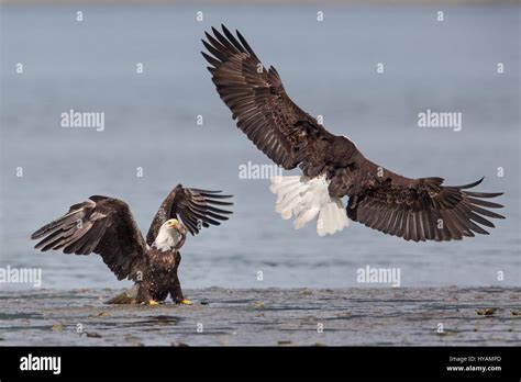 Eagle Kung Fu