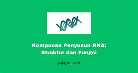 Komponen Penyusun Rna Struktur Dan Fungsi Pak Guru