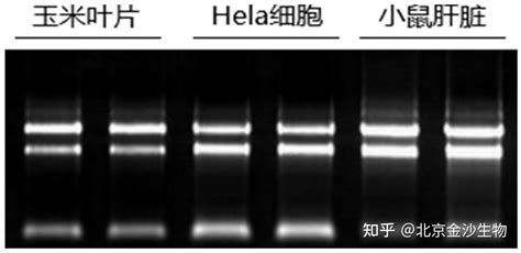 Rna