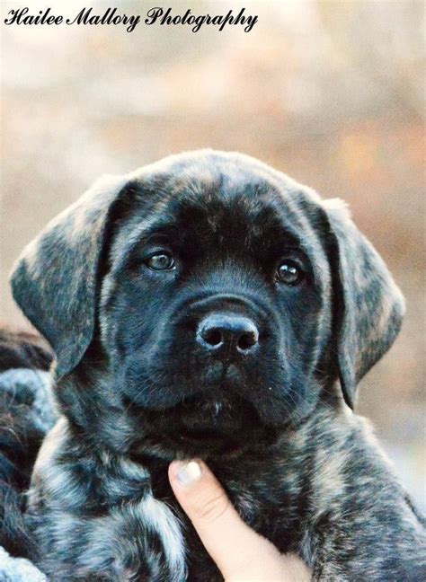 77+ Brindle Blue English Mastiff Puppies Pic - Codepromos