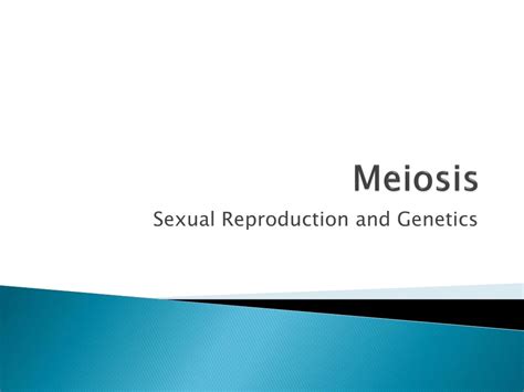 Ppt Meiosis Sexual Reproduction And Genetics Review Of Mitosis