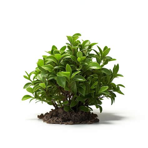 Premium Ai Image Green Bush Isolated On A White Background