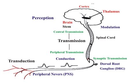 Showing Different Phases Of Pain Download Scientific Diagram