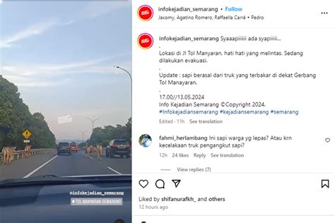 Video Viral Sapi Lepas Di Gerbang Tol Manyaran Semarang