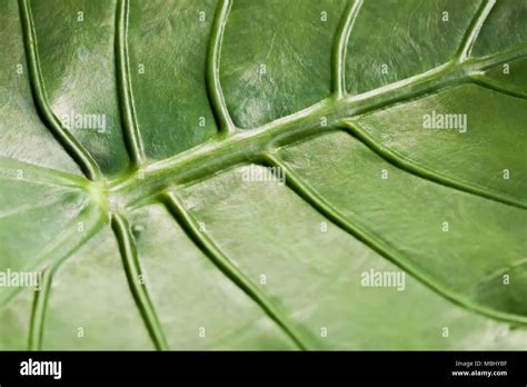tropical decorativ plant foliage macro photo  light green leaf