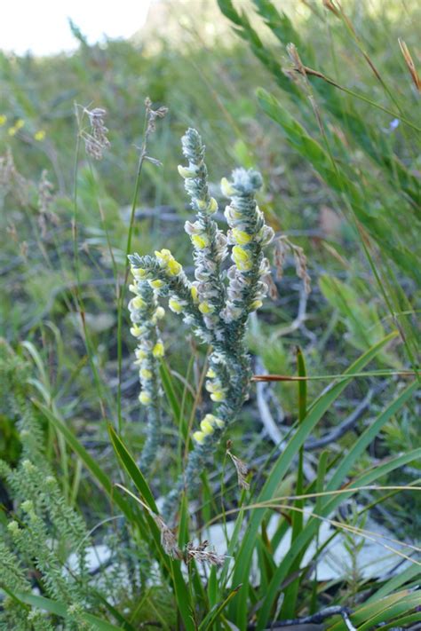 African Plants A Photo Guide Aspalathus Caledonensis R Dahlgren