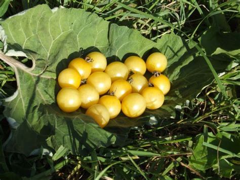 Snow White Tomato Seeds Turtle Tree Seed Initiative