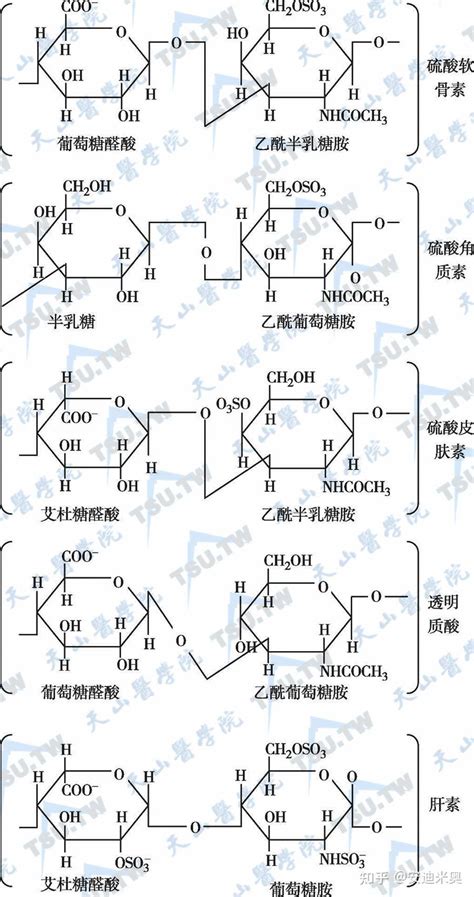 人体内各种糖的种类及作用 知乎