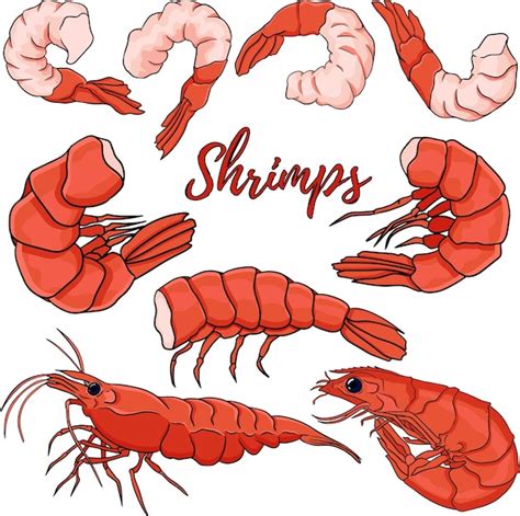 Premium Vector Shrimp Prawn Icons Set Collection Shrimp Without Shell