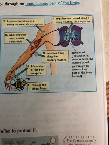 Synapses and réflexes Flashcards Quizlet