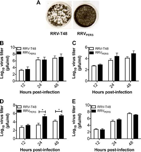 Differential Plaque Morphology And Growth Kinetics Of RRV PERS Compared