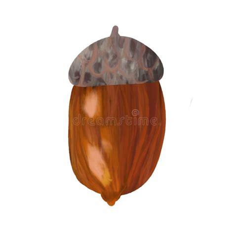 Brown Acorn On An Isolated White Background Oak Fruit Clipart Stock