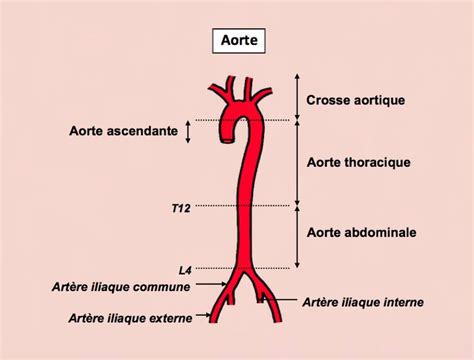 L Aorte Aorte Abdominale Anatomie Anatomie Du Corps Humain