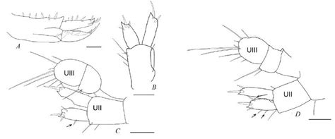 Morphology Of Uropods Of M Insidiosum Specimens Crimea Laspi Bay Download Scientific