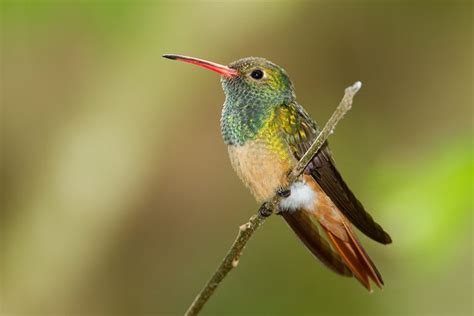 Colibrí De Cola Ancha Tipos De Colibri