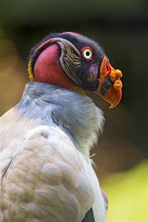 Another King Vulture Portrait Another Nice Portrait Of The Flickr