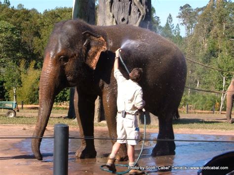 Scotts Travel Blog 2007 06 22 Elephant Wash