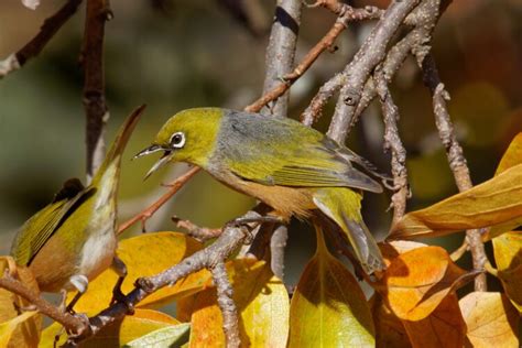 Bird of the month: Silvereye – Connecting Country