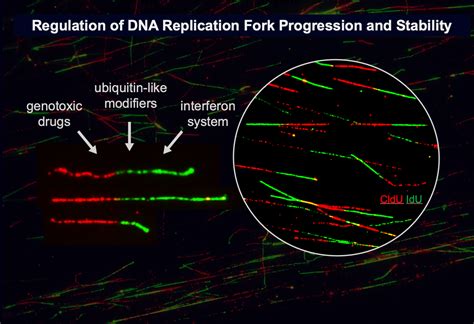 The Interferon System And Isg15 In Dna Replication And Genome Stability