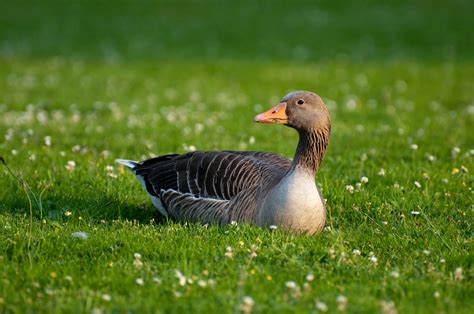 Kostenloses Foto Zum Thema Anatidae Gans Gras