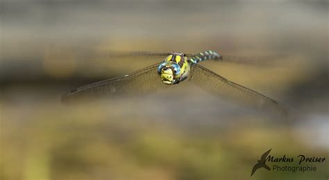 Blaugr Ne Mosaikjungfer Im Flug Blue Hawker Click On Th Flickr