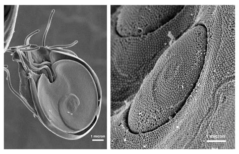 Morfologi Giardia Lamblia Adalah Bruin Blog