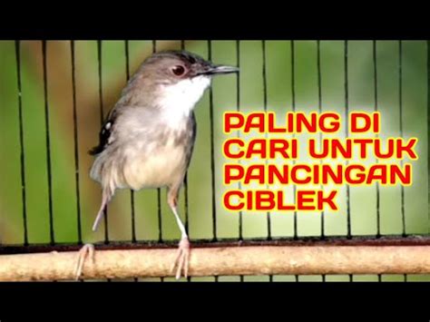 Suara Pancingan Ciblek Paling Di Cari Untuk Memancing Emosi Ciblek Agar