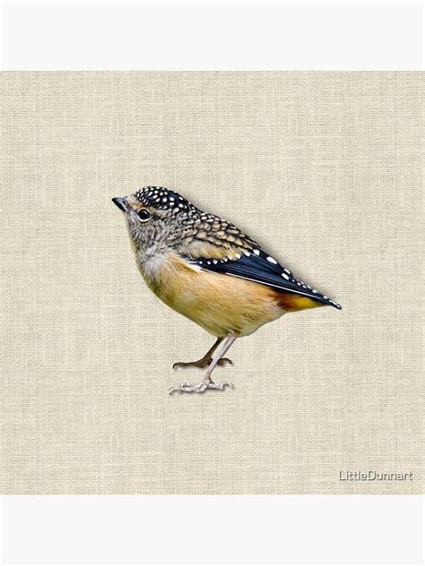 Spotted Pardalote Sticker For Sale By Littledunnart Redbubble