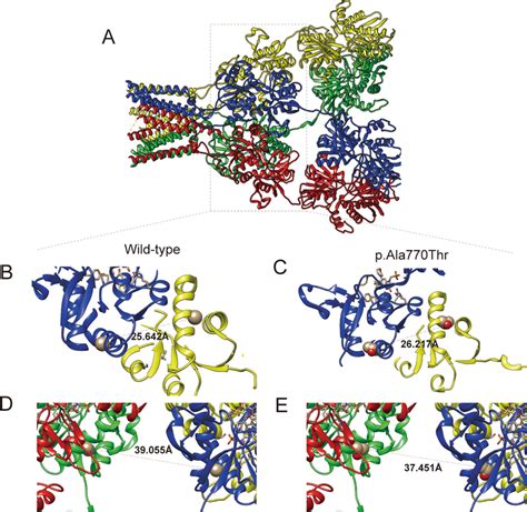 Protein Modeling Of Ampa Receptor A Tetramer With Four Chains Was