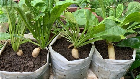 Growing Daikon Radish In Bag How To Grow Daikon Radish From Seed To