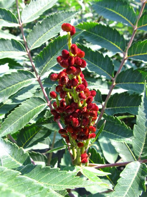 Smooth Sumac Jeffries Nurseries