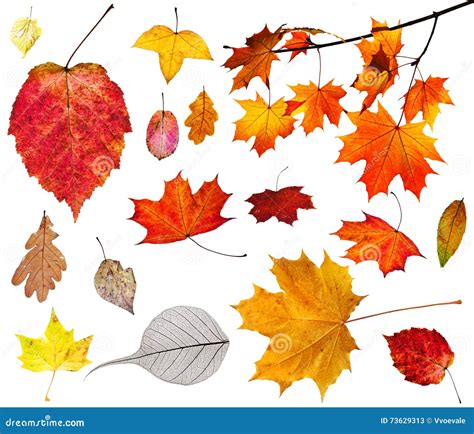 Set Of Various Autumn Leaves Isolated On White Stock Image Image Of