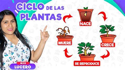 El Ciclo De Vida De Las Plantas Miss Lucero Youtube