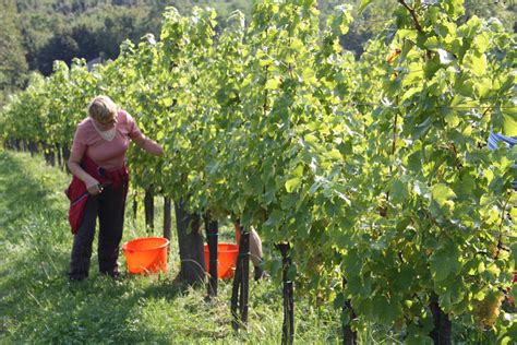 Ekolo Ka Kmetija Radikon Visit Pomurje Kjer Privla Nost Ustreza