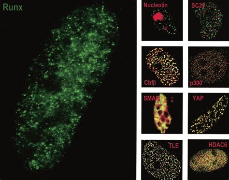 Runx Proteins Function As Molecular Scaffolds To Organize Regulatory