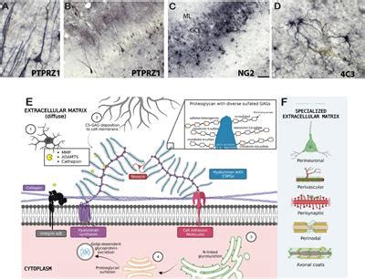 Frontiers Dynamic Regulation Of The Extracellular Matrix In Reward