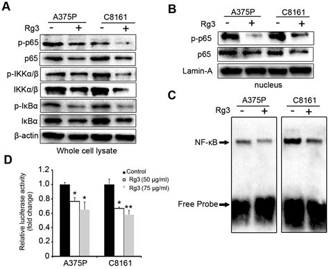 Ginsenoside Rg3 Suppresses Fut4 Expression Through Inhibiting Nf κb P65