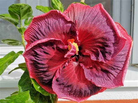 Tahitian Intense Passion Dalmatian Hibiscus