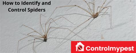 Identify And Control Spiders Best Possible Ways To Get Rid Of Spiders