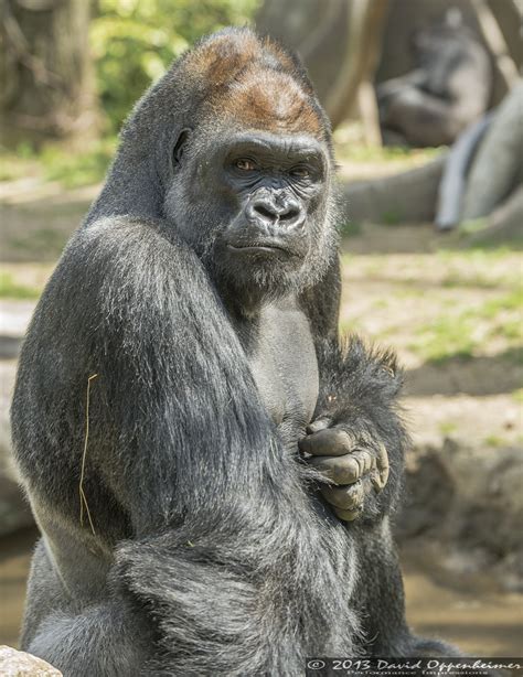 The Bronx Zoo Photography | David Oppenheimer