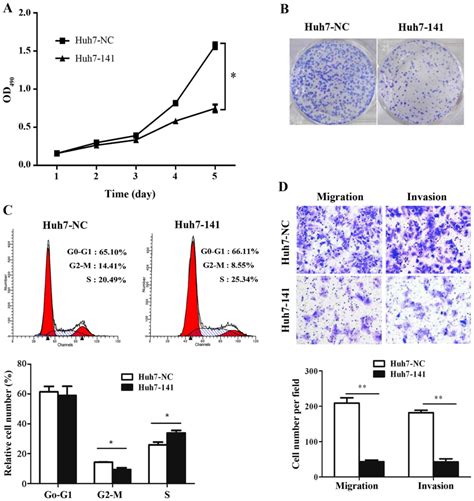 Mir Inhibits Proliferation Migration And Invasion In Human